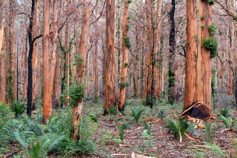 Boranup Karri Forest, Western Australia