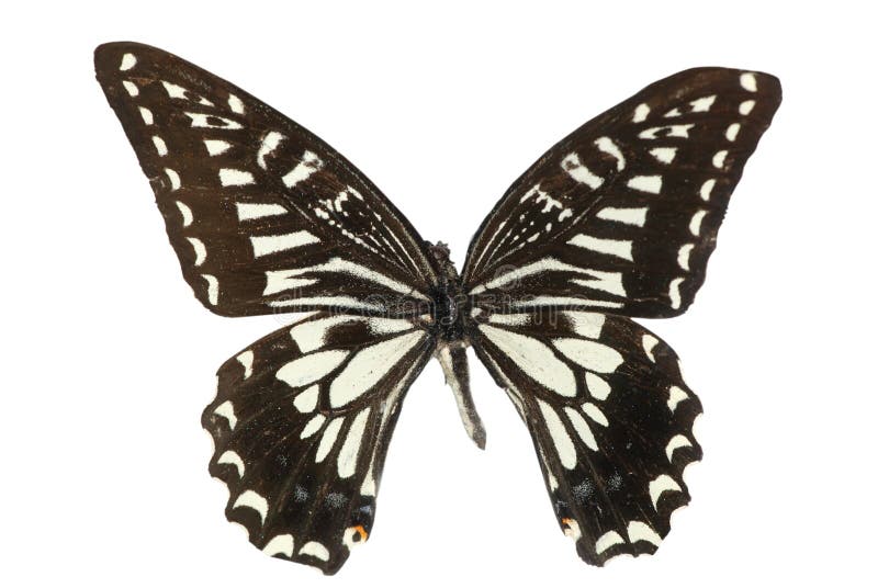 Butterfly isolated in white background. Butterfly isolated in white background.