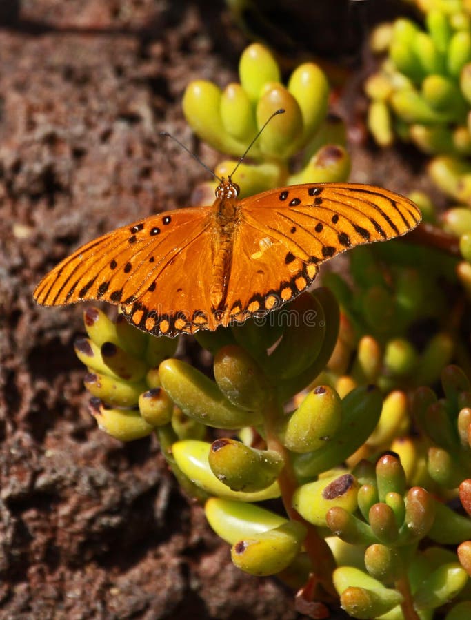 Orange black butterfly on green succulent plant. Orange black butterfly on green succulent plant