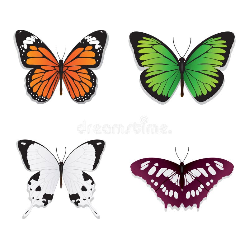 Vector illustration of butterflies on a white background. Vector illustration of butterflies on a white background