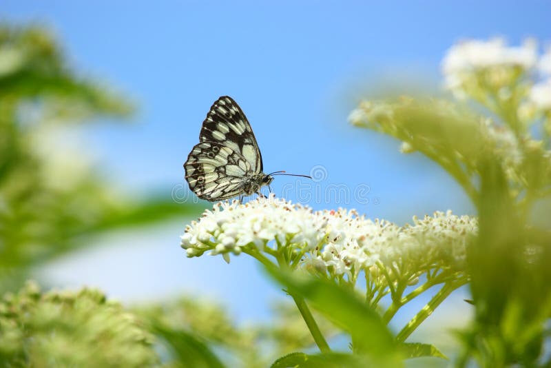 Borboleta imagem de stock royalty free Borboleta imagem de stock royalty free