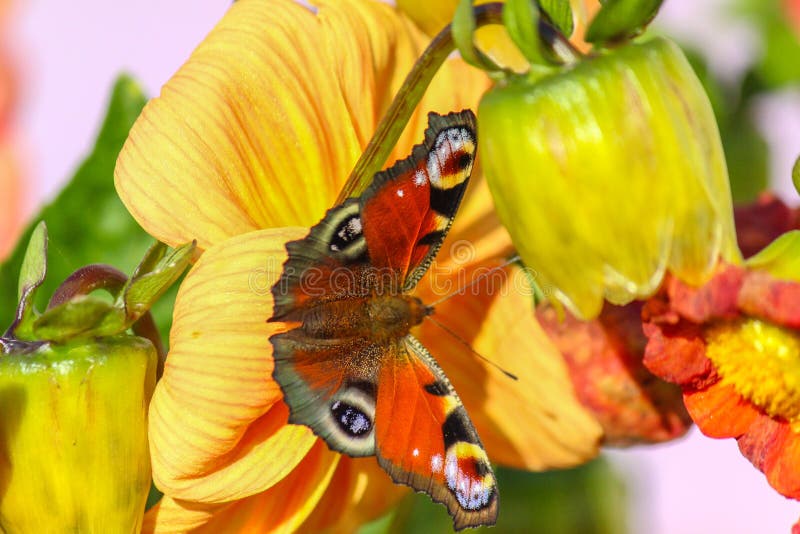 Borboleta imagens de stock Borboleta imagens de stock