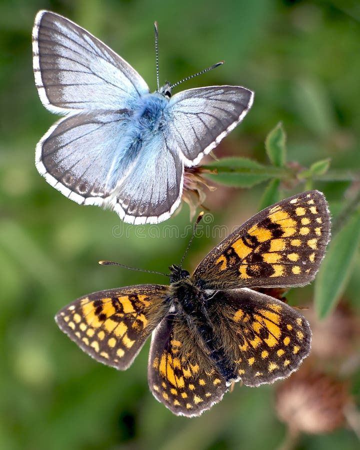 View of two different butterflies laying close together. View of two different butterflies laying close together