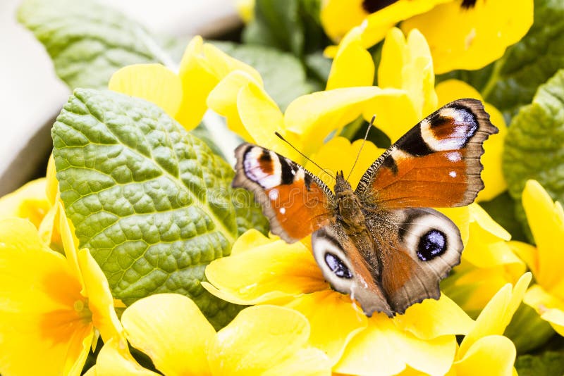 Butterfly on yellow flower with green colored background. Butterfly on yellow flower with green colored background