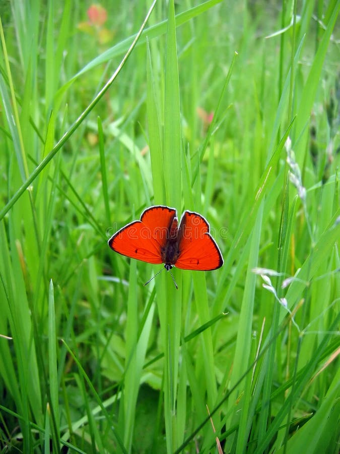 The butterfly on a grass. The butterfly on a grass