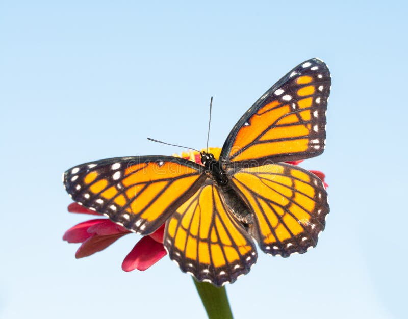 Orange and black Viceroy butterfly on a pink Zinnia warming up in morning sun. Orange and black Viceroy butterfly on a pink Zinnia warming up in morning sun