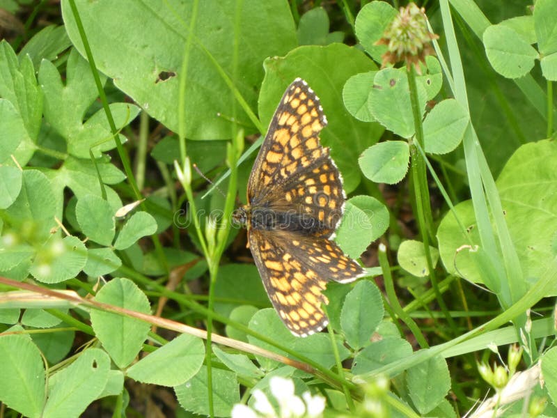 Borboleta alaranjada marrom pequena na grama imagens de stock Borboleta alaranjada marrom pequena na grama imagens de stock