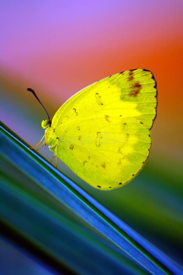 Beautiful little yellow butterfly resting on a leaf. Beautiful little yellow butterfly resting on a leaf