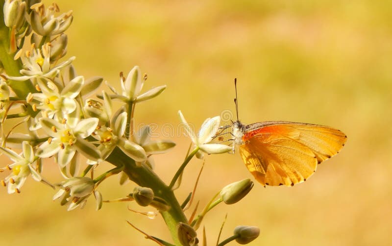 Beautiful yellow and orange Common Dotted Border Butterfly sipping nectar from white and greenish flowers. South Africa. Beautiful yellow and orange Common Dotted Border Butterfly sipping nectar from white and greenish flowers. South Africa