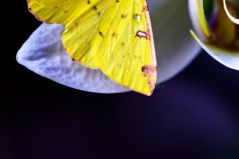 A Borboleta Amarela Está Colocando Sobre Uma Orquídea Foto de Stock -  Imagem de flor, andorinha: 114355232