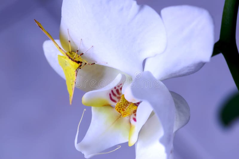 A Borboleta Amarela Está Colocando Sobre Uma Orquídea Imagem de Stock -  Imagem de haste, romântico: 114355609