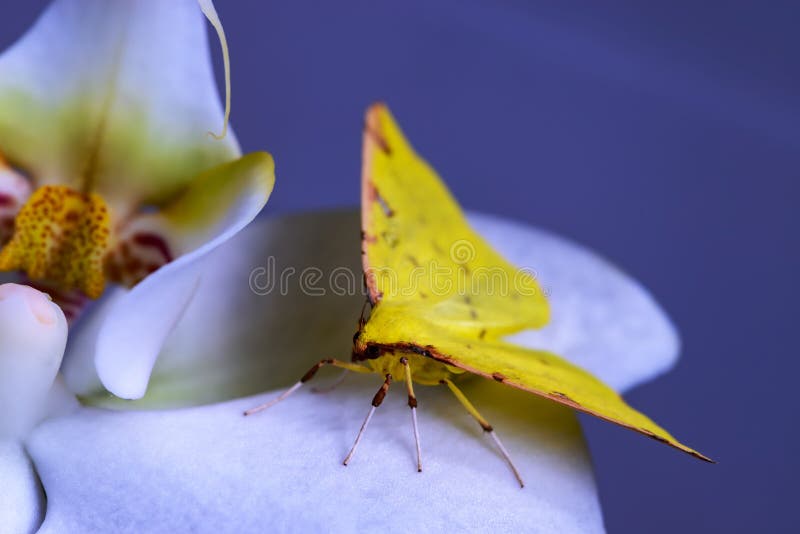 A Borboleta Amarela Está Colocando Sobre Uma Orquídea Foto de Stock -  Imagem de limpo, pontos: 114355658