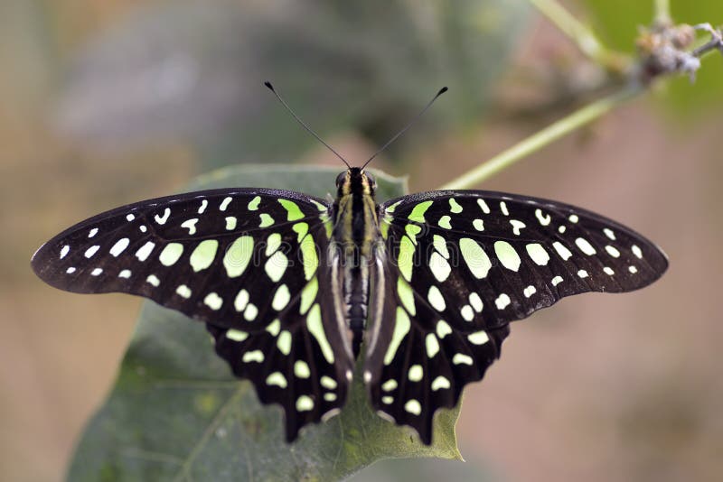 Borboleta atada do gaio na folha imagens de stock