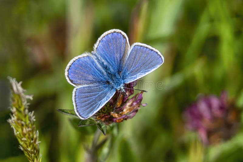 Adonis Blue Butterfly with wings outstreached in spring stock photo. Adonis Blue Butterfly with wings outstreached in spring stock photo