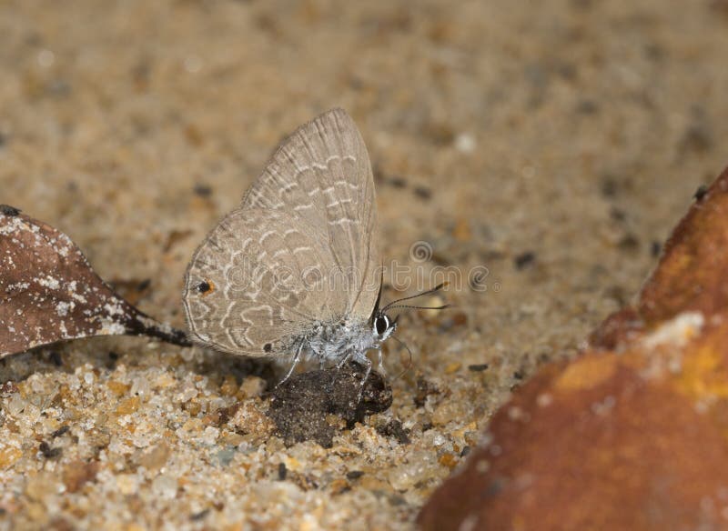 Borboleta azul comum em montes de Garo, Meghalaya de Silliate, Índia fotografia de stock Borboleta azul comum em montes de Garo, Meghalaya de Silliate, Índia fotografia de stock