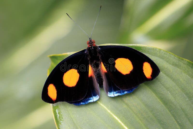 Borboleta Azul-geada da bandeira fotografia de stock Borboleta Azul-geada da bandeira fotografia de stock