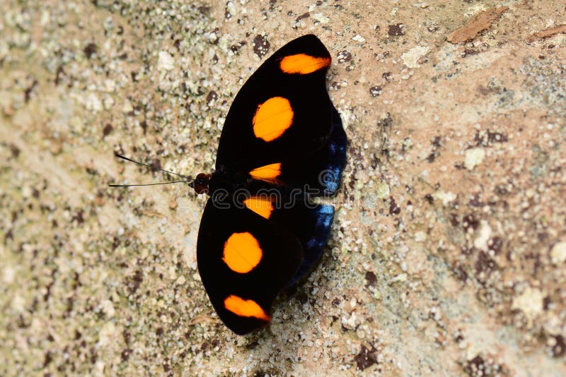 Borboleta Azul-geada da bandeira foto de stock royalty free Borboleta Azul-geada da bandeira foto de stock royalty free