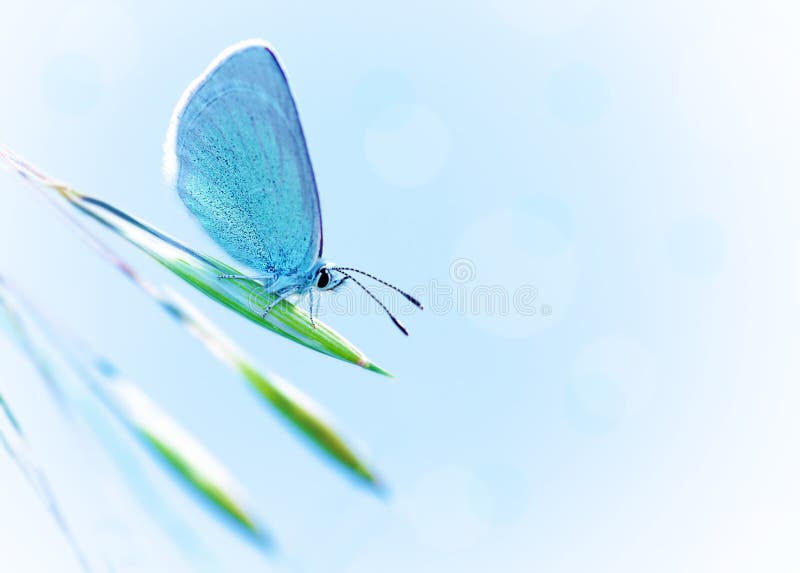 Borboleta bonita fora foto de stock Borboleta bonita fora foto de stock
