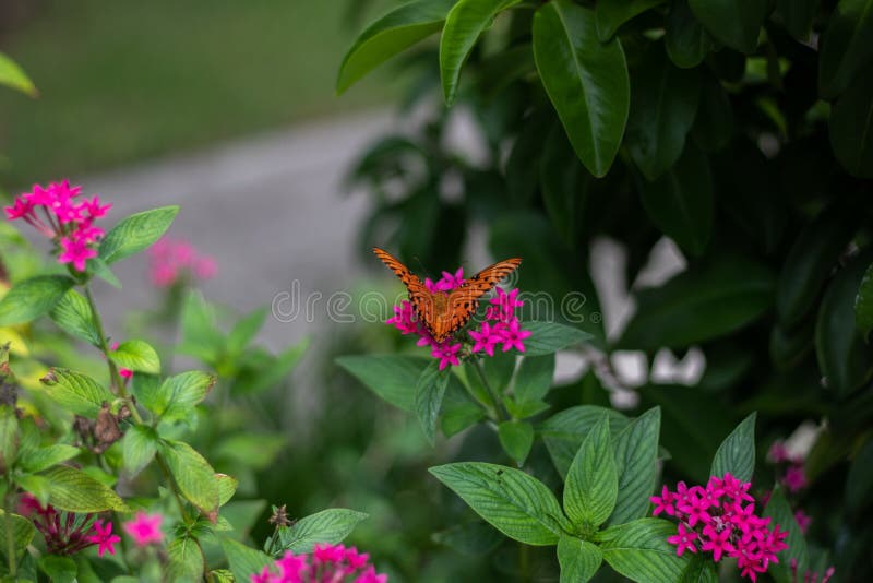 Borboleta bonita no campo fotos de stock royalty free Borboleta bonita no campo fotos de stock royalty free