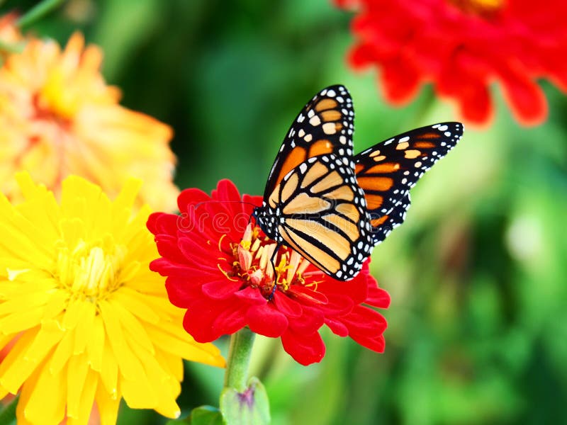 Beautiful butterfly on a flower in a garden, fertilizing and collecting nectar. Beautiful butterfly on a flower in a garden, fertilizing and collecting nectar.