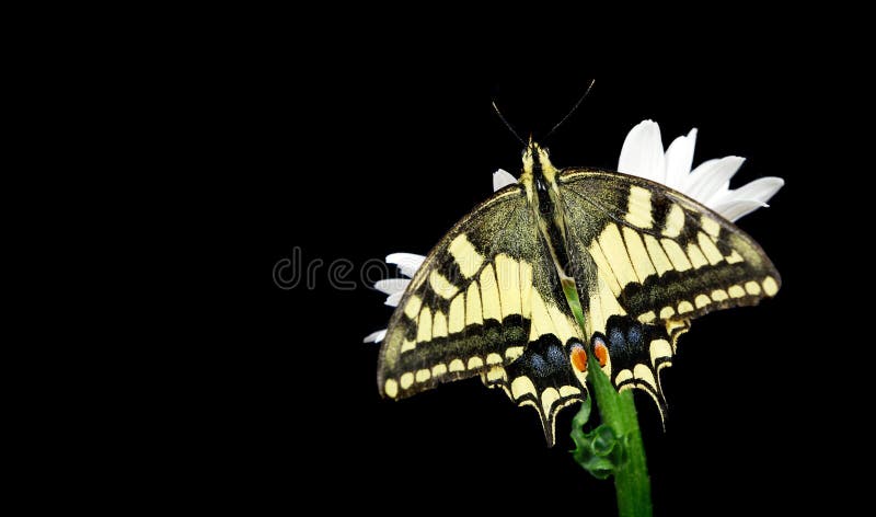 Borboleta bonita que senta-se em uma flor isolada no preto Borboleta colorida que senta-se em uma margarida Borboleta de Swallowt fotos de stock royalty free Borboleta bonita que senta-se em uma flor isolada no preto Borboleta colorida que senta-se em uma margarida Borboleta de Swallowt fotos de stock royalty free