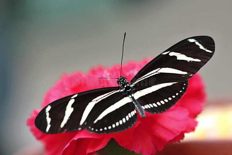 Borboleta branca preta na flor imagens de stock royalty free