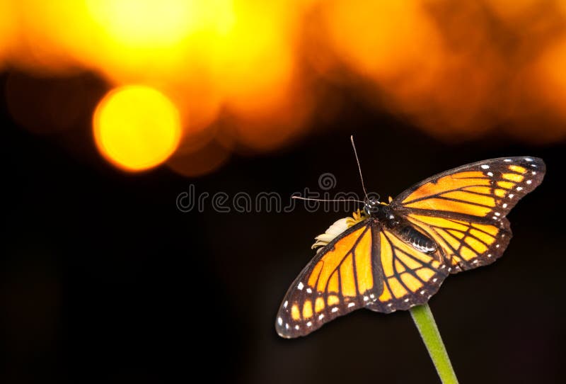 Brilliant Viceroy butterfly resting on a flower against colorful sunset. Brilliant Viceroy butterfly resting on a flower against colorful sunset