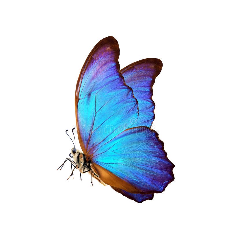 Borboleta colorida brilhante do morpho isolada no branco imagem de stock Borboleta colorida brilhante do morpho isolada no branco imagem de stock