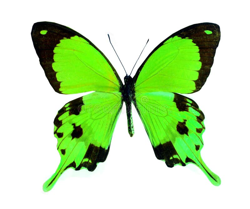 Borboleta colorida isolada no branco imagem de stock Borboleta colorida isolada no branco imagem de stock