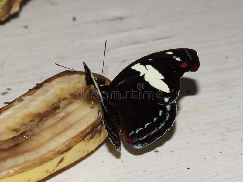 Borboleta com asas abertas (numilia de Catonephele) imagem de stock Borboleta com asas abertas (numilia de Catonephele) imagem de stock