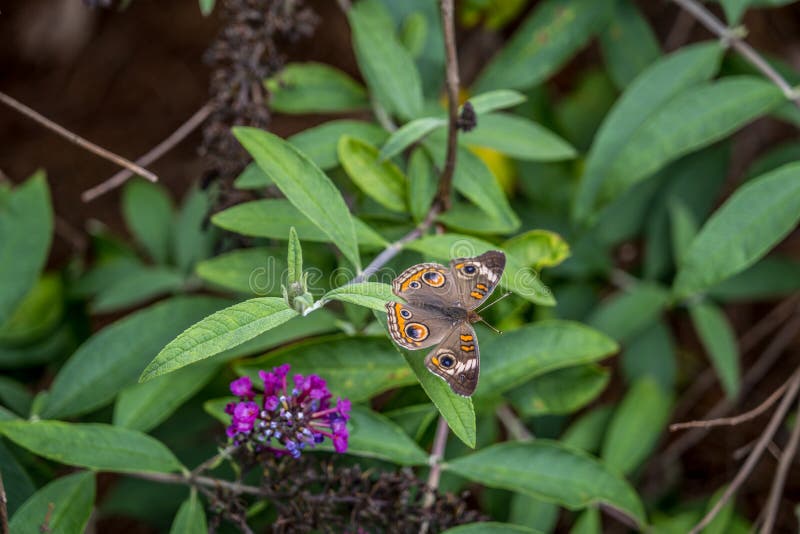 Borboleta comum buckeye num arbusto imagem de stock