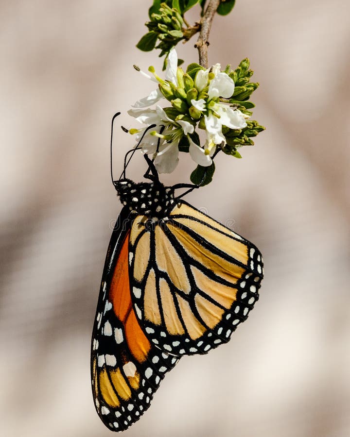 A borboleta da rainha, de cabeça para baixo e as asas dobraram-se, alimentando na flor