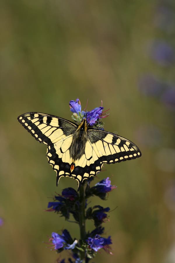 A Machaon butterfly sitting on a blue flower. A Machaon butterfly sitting on a blue flower