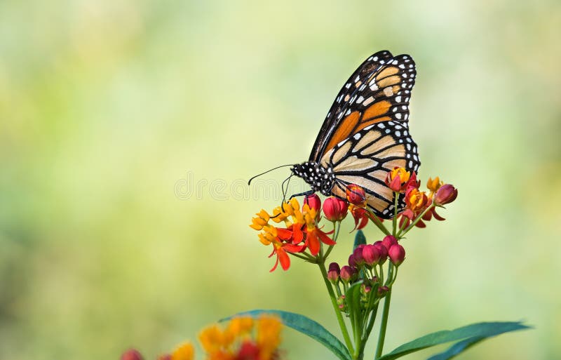 Monarch butterfly (Danaus plexippus) feeding on tropical milkweed flowers in the fall. Natural green background with copy space. Monarch butterfly (Danaus plexippus) feeding on tropical milkweed flowers in the fall. Natural green background with copy space.
