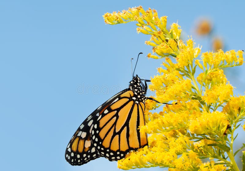 Monarch butterfly on a Goldenrod flower in fall, against blue skies. Monarch butterfly on a Goldenrod flower in fall, against blue skies