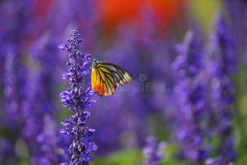 Monarch Butterfly on the Lavender in Garden. Monarch Butterfly on the Lavender in Garden.