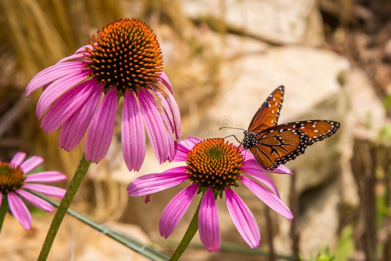 A monarch Butterfly pollinating a flower. A monarch Butterfly pollinating a flower.