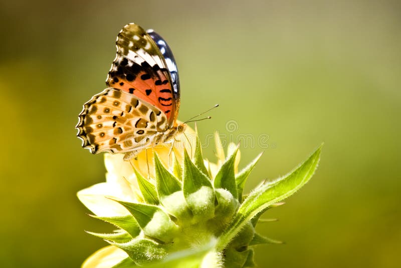 Borboleta-monarca numa flor amarela fotografia de stock royalty free
