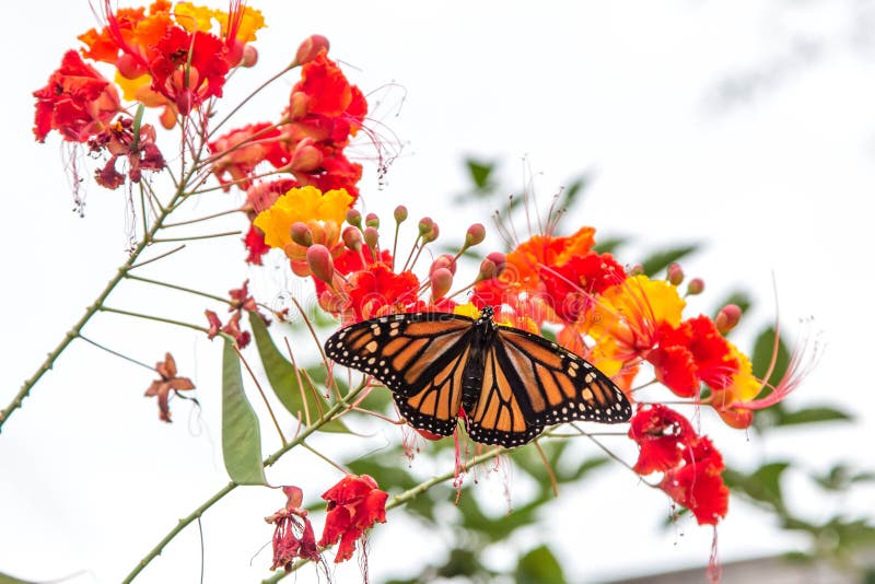 A Monarch Butterfly stretches his wings on Pride of Barbados Flower. A Monarch Butterfly stretches his wings on Pride of Barbados Flower.