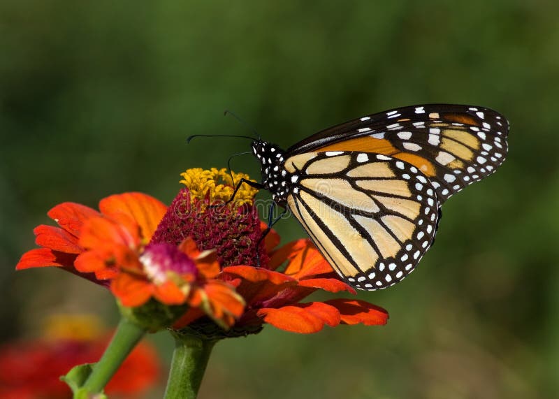 Photograph of a Monarch Butterfly feeding on the nectar of a zinnia in a butterfly garden. Photograph of a Monarch Butterfly feeding on the nectar of a zinnia in a butterfly garden.