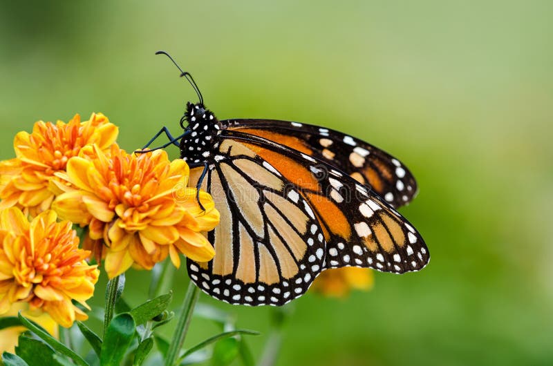 Monarch butterfly (Danaus plexippus) on orange garden flowers during autumn migration. Natural green background. Monarch butterfly (Danaus plexippus) on orange garden flowers during autumn migration. Natural green background.