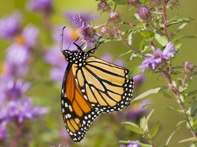 Monarch Butterfly (Danaus plexippus) Obtaining Nectar from New England Aster - Pinery Provincial Park, Ontario, Canada. Monarch Butterfly (Danaus plexippus) Obtaining Nectar from New England Aster - Pinery Provincial Park, Ontario, Canada