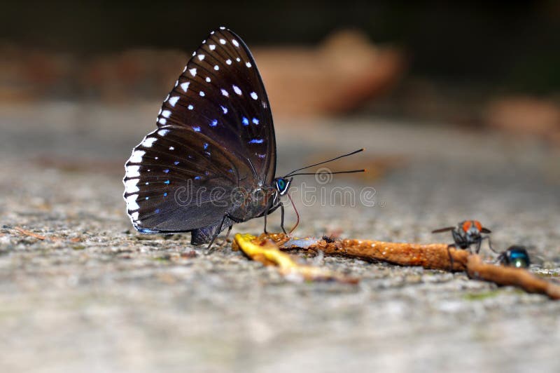 Belo Popinjay Emperrado Na Mão Foto de Stock - Imagem de media, periquito:  262781102