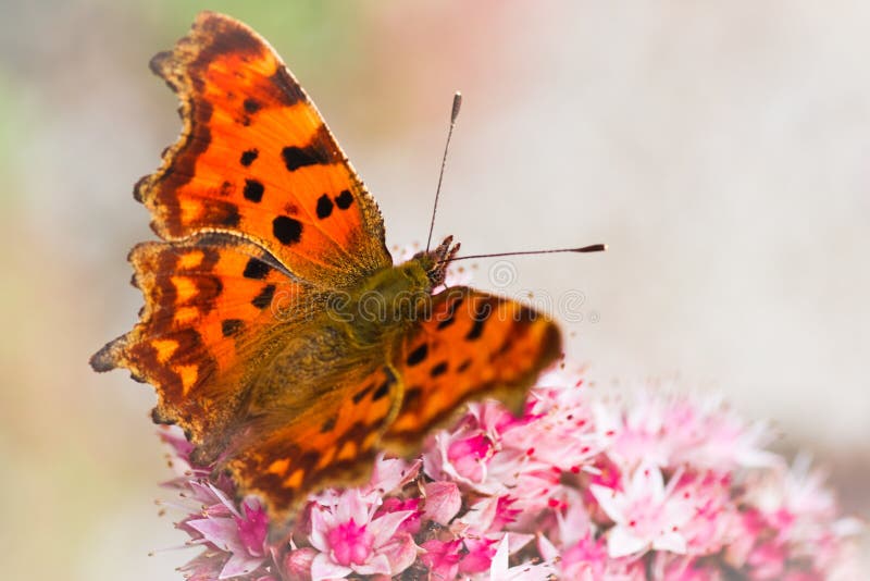Orange Comma butterfly getting nectar from sedum flowers in autumn. Orange Comma butterfly getting nectar from sedum flowers in autumn