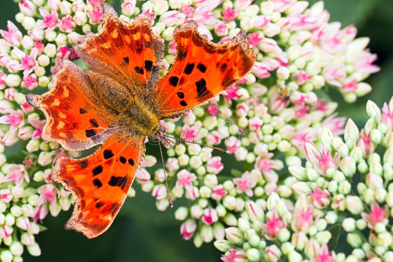 Orange Comma butterfly getting nectar from Sedum flowers in summer. Orange Comma butterfly getting nectar from Sedum flowers in summer