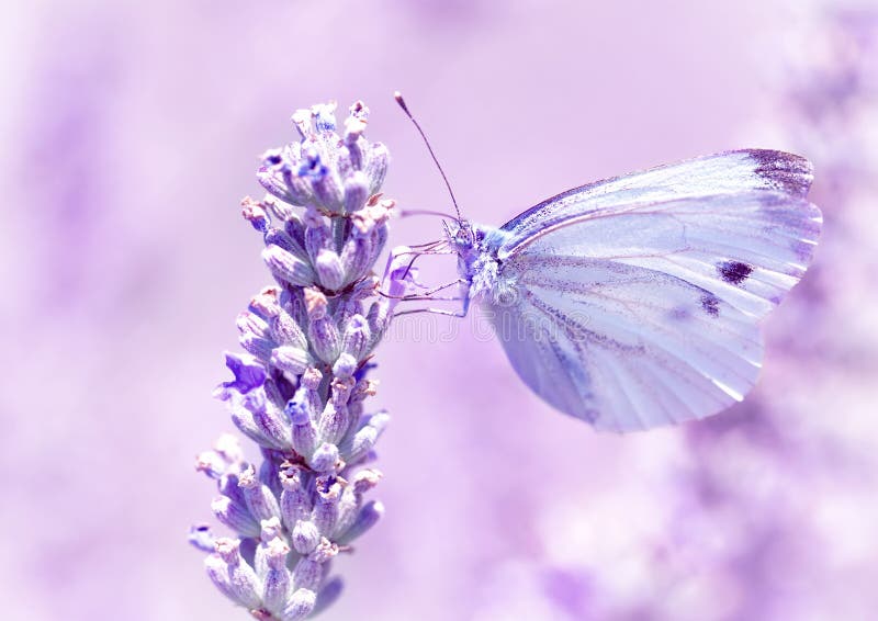 Gentle butterfly with light purple wings sitting on lavender flower, detail of flora and fauna, amazing wild nature concept. Gentle butterfly with light purple wings sitting on lavender flower, detail of flora and fauna, amazing wild nature concept