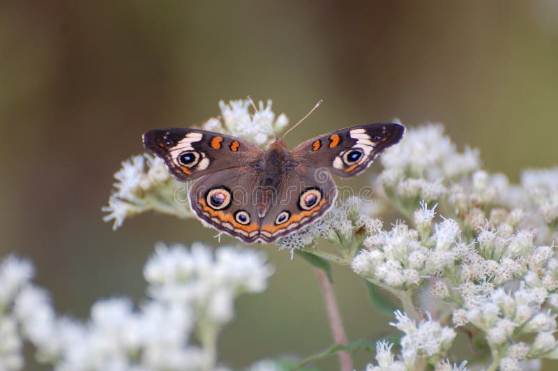 A buckeye butterfly, Junonia coenia, on boneset blossoms. Large numbers of these butterflies migrate in the United States during autumn. A buckeye butterfly, Junonia coenia, on boneset blossoms. Large numbers of these butterflies migrate in the United States during autumn.