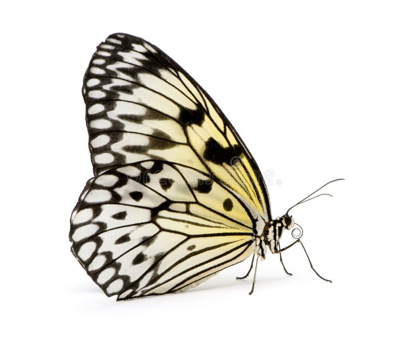 Borboleta do leuconoe da idéia foto de stock royalty free Borboleta do leuconoe da idéia foto de stock royalty free