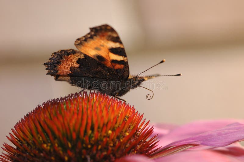 Close-up of a butterfly ready for sucking honey on an autumn flower. Close-up of a butterfly ready for sucking honey on an autumn flower