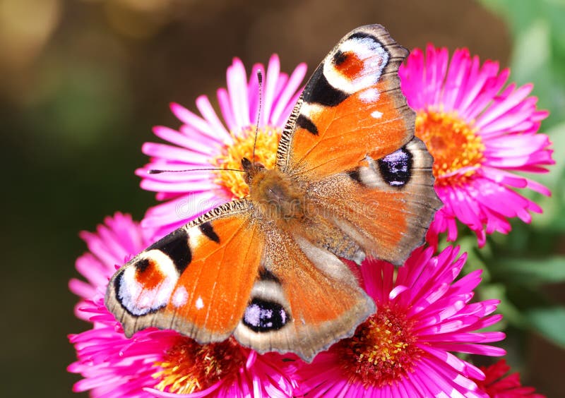 Peacock butterfly on pink aster flowers. Peacock butterfly on pink aster flowers.